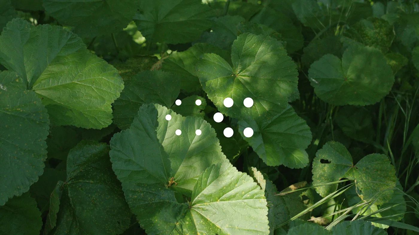 Green leaves growing from the ground